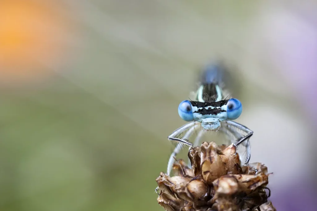 Blue Ladybird