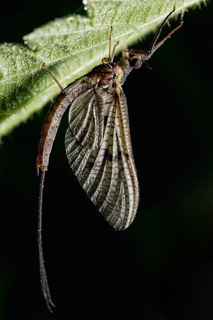 Mayfly