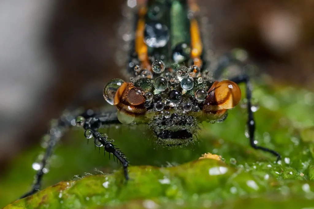 Dragonfly awakening