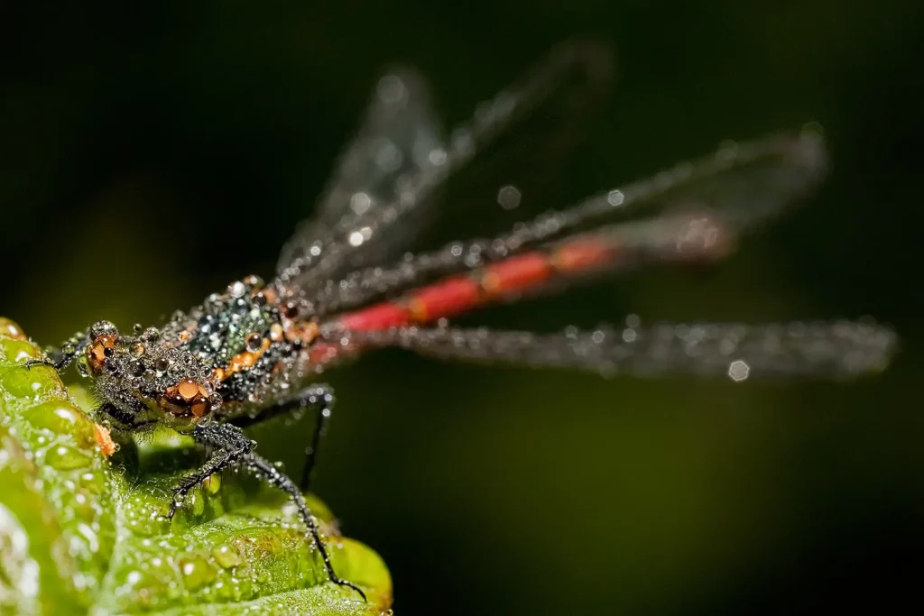 Dragonfly bubbles